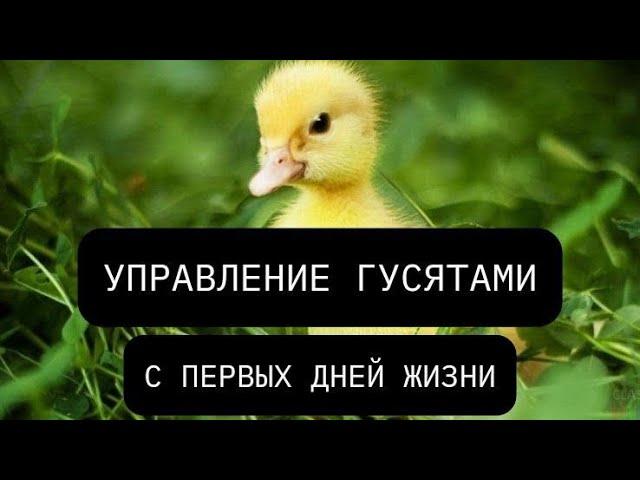 Управление гусятами с первых дней жизни. Содержание и уход гусят-утят
Содержание гусей