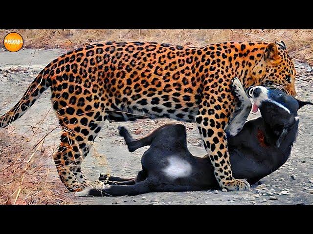 Top 10 Moments Dogs Mercilessly Attacked by Wild Animals!