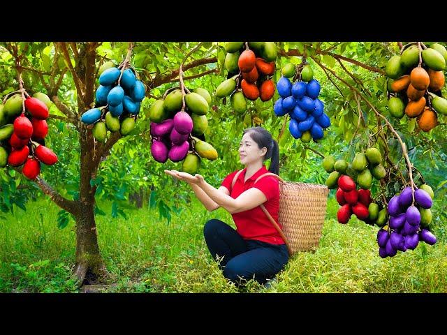 Harvesting Ambarella Goes To Market Sell | Harvesting and Cooking | Lý Tiểu Vân