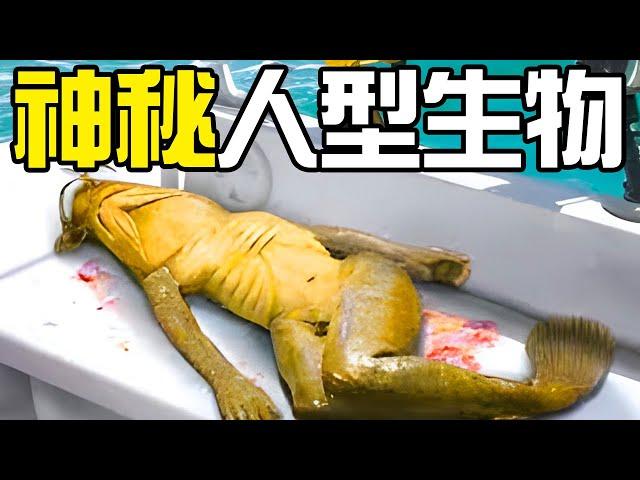 【UMA丨神秘人形生物】最最重量級的神秘人形生物：野人！各國的野人傳說到底是真是假？神農架的野人真的存在嗎？丨神秘動物學UMA羊駝解說丨黑毛羊駝