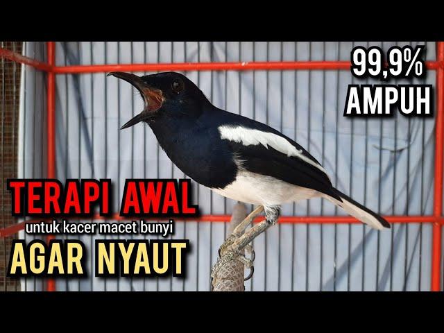 SUARA BURUNG kacer gacor NGEPLONG memanggil lawan ini AMPUH buat PANCINGAN KACER agar EMOSI NYAUT