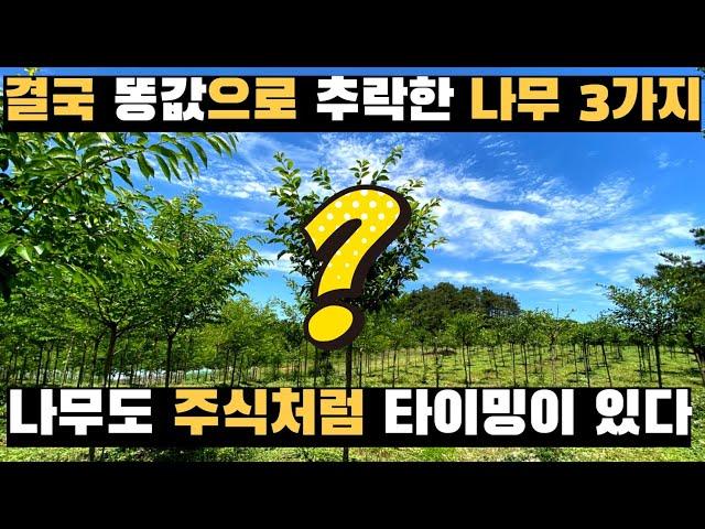 4년 후 결국 똥값으로 추락한 나무 3가지  (2부)