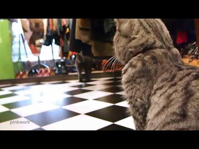 Funny art Movie starring 2 CATs in a Vintage Store by pinkwork™ 古著店貓無聊小短片