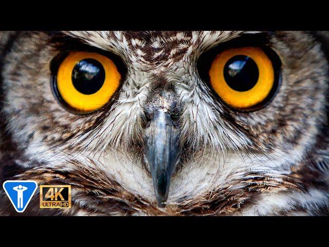 Amazing Owls in 4K