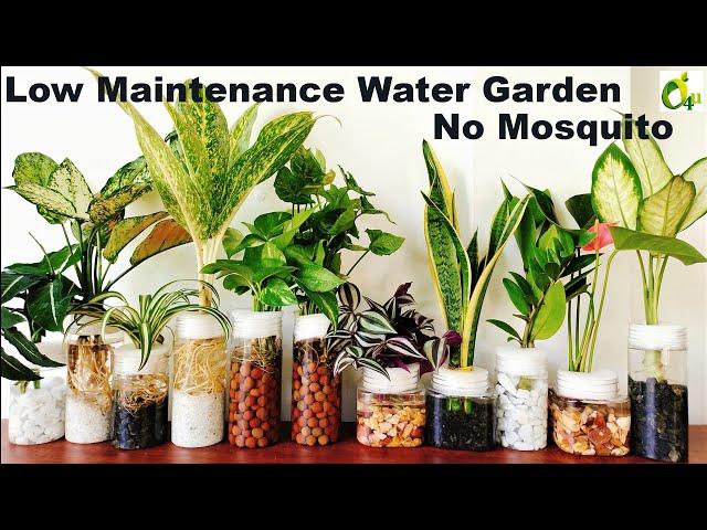 Water Garden Without Mosquito/ Water Garden Idea/How To Avoid Mosquitos In Water Plants/GARDEN4U