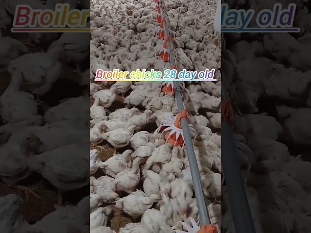 Broilerpoultryfarmingpoultry businessinPakistan#chicken #chicksfarming#chickenfarm #poultrybusiness