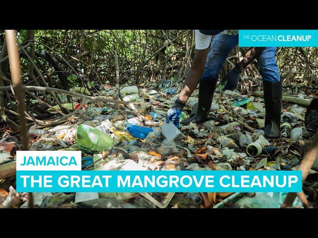 Cleaning Plastic Pollution in Kingston's Mangroves, Jamaica 