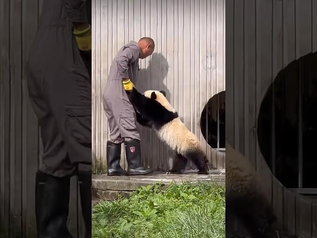 Panda Cub Walking Like A Child #cute #funny #fyp #viral #xianxianzai #panda #pandalove #pandacub