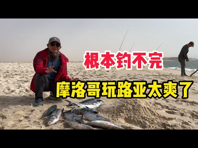 L205集：摩洛哥海钓有多过瘾？遇到涨潮不停中鱼，最后收获太多送给当地人「ENG SUB」