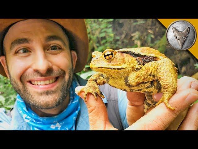 GIGANTIC Toad Found in Japan!