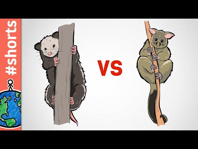 Opossum vs Possum #shorts