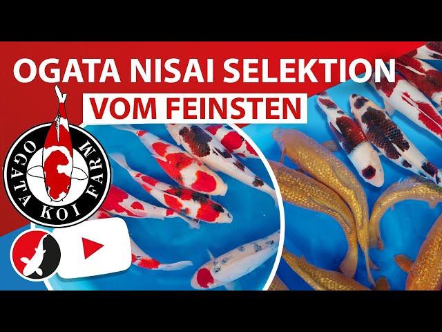 Nisai vom Feinsten auf der Ogata Koi Farm!