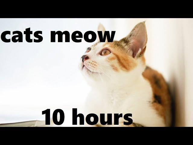 Gentle Sounds of Cats Meowing (10 hours)