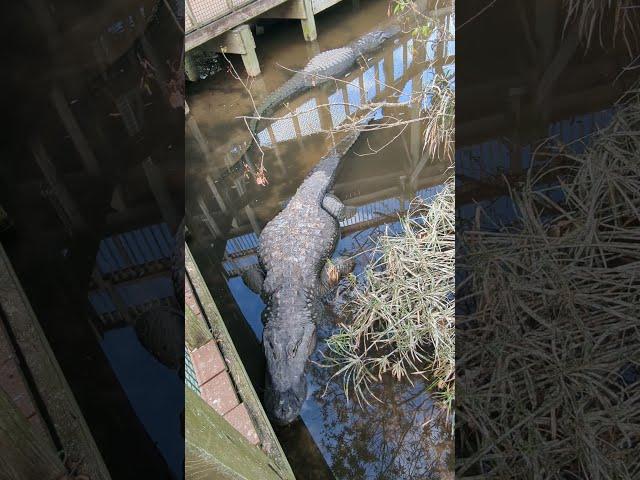 Dang, This Alligator has Huge Jowls & Wide Girth by Buddy in Water at Gatorland! Orlando, Florida