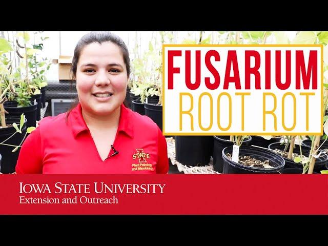 Learn All About Fusarium Root Rot Without Wasting Any Time (An Up-Close Look at Root Rot Research)