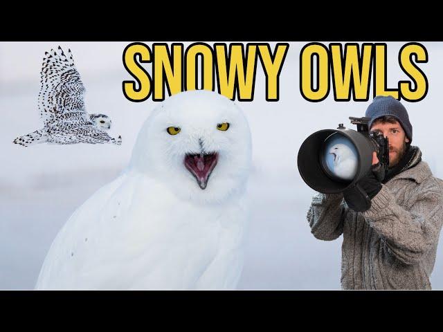 BIRD PHOTOGRAPHY | SHARP Owl photos | PRO tips using the BEST camera settings for wildlife: Nikon Z9