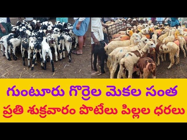 GUNTUR SHEEP GOAT MARKET KIDS 13 5 22 గుంటూరు గొర్రెల సంత ప్రతి శుక్రవారం