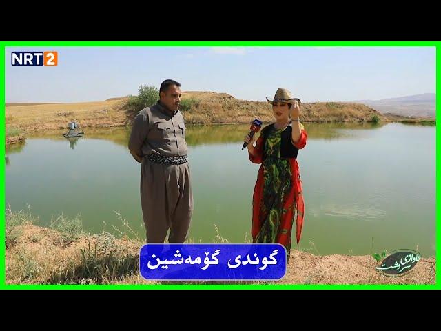 GWNDI GOMA SHEN - NA7YAY ASHTY |  گوندی گۆمە شین - ناحیەی ئاشتی