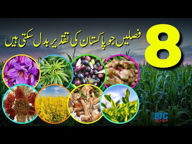 8 Crops That Can Change The Fate of Pakistan | BigSocho