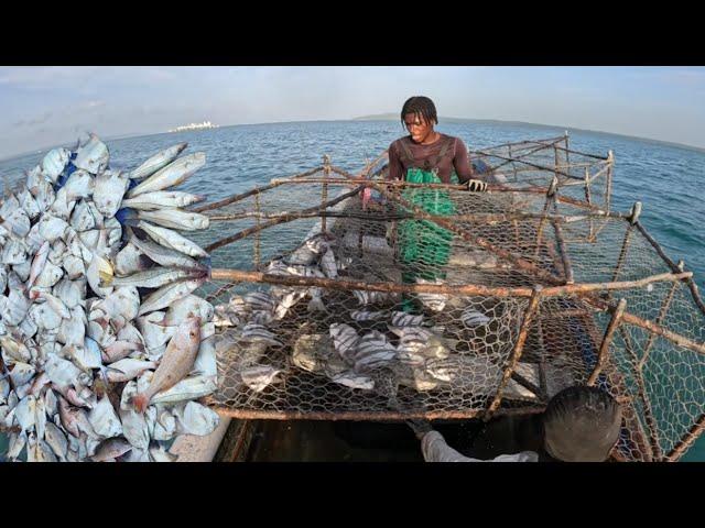 JAMAICA'S BIGGEST  "ANGEL"  FISH CATCH IN DEEP WATER TRAPS  #fishing #adventure #seafood