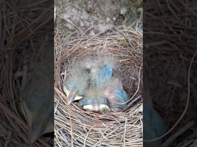 Quail mother find of babies