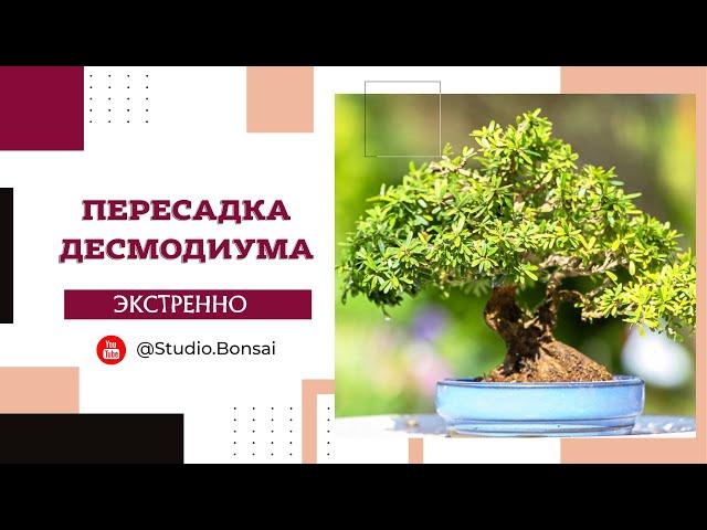 Экстренная пересадка десмодиума @Studio.Bonsai