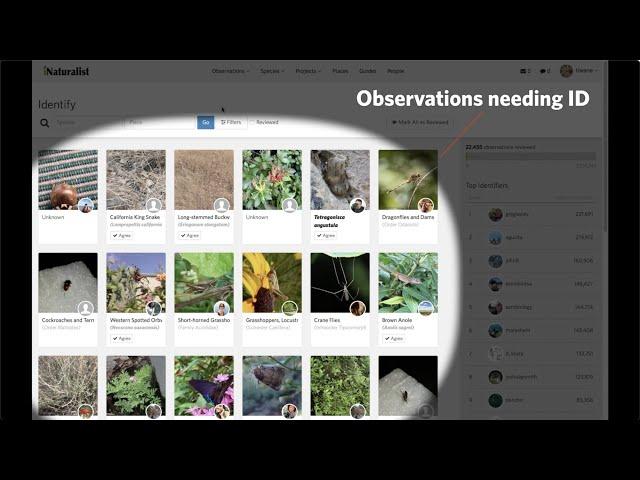 Identify Page Tutorial - iNaturalist