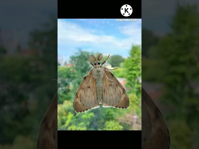 Night butterfly
