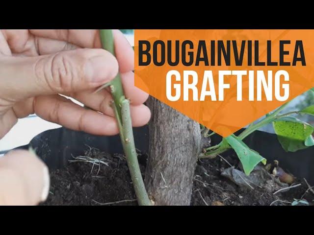 HOW TO GRAFT BOUGAINVILLEA [6 easy steps]