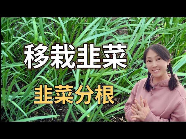 【Garden 87】Grow & divide Chinese garlic chives，get rid of pest 韭菜移栽、分根，最有效的除虫（韭蛆），实现韭菜自由｜韭菜种植技巧