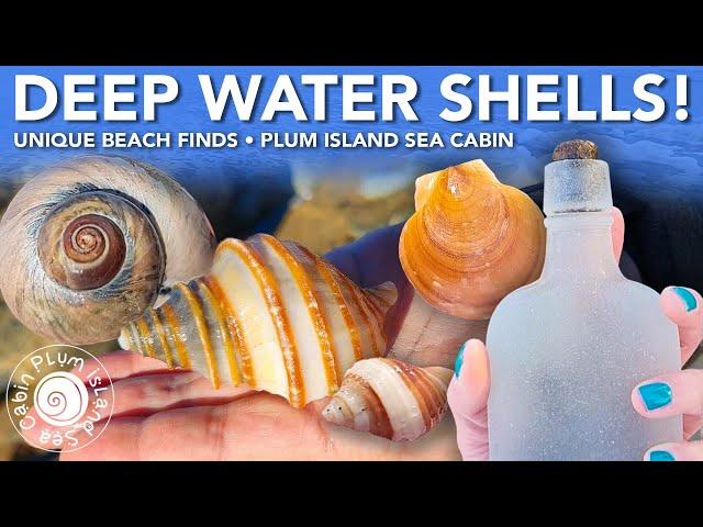 Deep Water Shells! | Double Neptune Day! |Unique Beach and Shell Finds! | Plum Island Sea Cabin MA