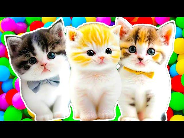 ANAK KUCING MEONG MEONG | Lagu Anak - Anak | Kompilasi Kucing Lucu