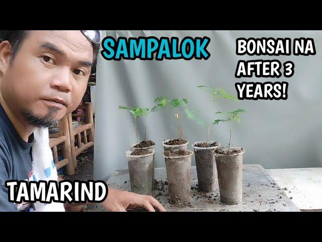 PAGTATANIM NG SAMPALOK SEEDLINGS PARA GAWING BONSAI