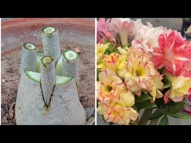 ADENIUM PLANT Multiple Grafting Method For Beginners | Easy Graft On Desert Rose