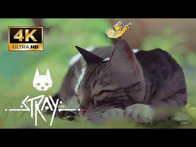 Stray MOD Play as Gray and White Tabby Sock Cat so Cute Paw Gameplay PC [4K] %