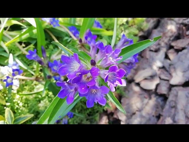 КРАСИВЫЕ МНОГОЛЕТНИЕ ЦВЕТЫ ИЗ СЕМЯН . ГОРЕЧАВКА  , ГИБИСКУС  , ФЛОКСЫ  , ГВОЗДИКА  , ВЕРОНИКА  ...