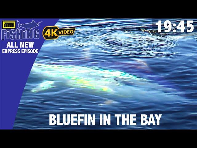 Giant Bluefin Tuna In The Bay - ITM Fishing Express Episode 4K