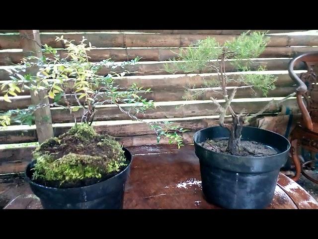 Two Minions Bonsai