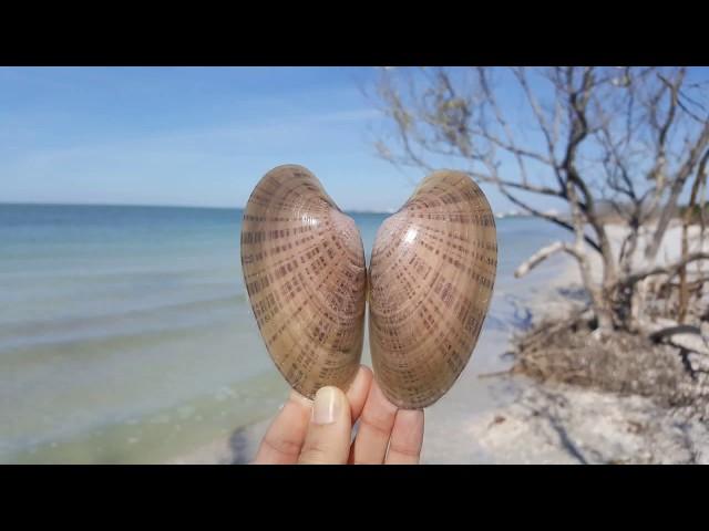 Shelling Adventures - Shell Key Preserve, Summer 2018