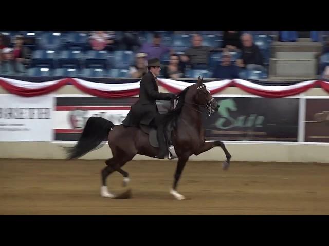 INCEPTION ~ 2017 US National Champion AEPA $100,000 English Pleasure Futurity