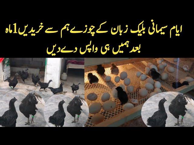 Black Tongue Black Chicken || Black Tongue Ayam Cemani Farm Islamabad || Black Chicken Business