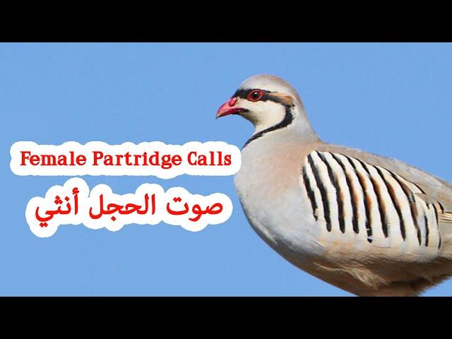 Female Chukar Partridge call - صوت الحجل أنثي - صدای کبک ماده