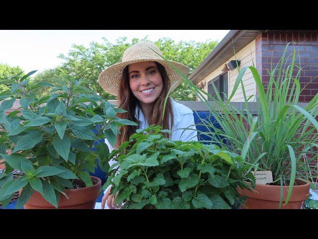 Harvesting and Drying Herbs & Making Herb Infused Water