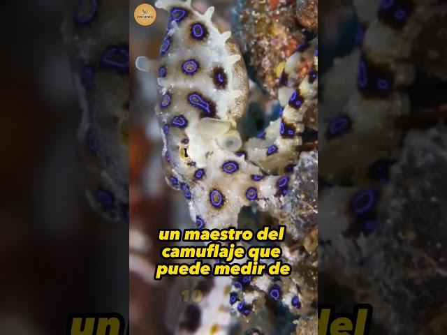 Los 10 Peces Más VENENOSOS del Mundo: Pulpo de Anillos Azules 