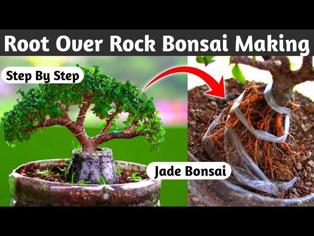 How To Make Root Over Rock Jade Bonsai
