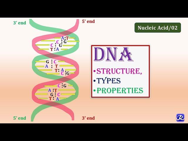 2: DNA:Structure, Types, Properties | Molecular Biology | Biochemistry | N'JOY Biochemistry