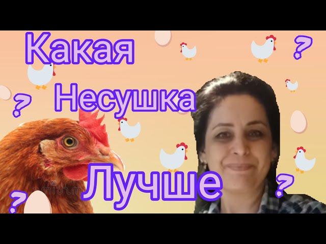 Самые яйценоские  куры. Крупные яйца 