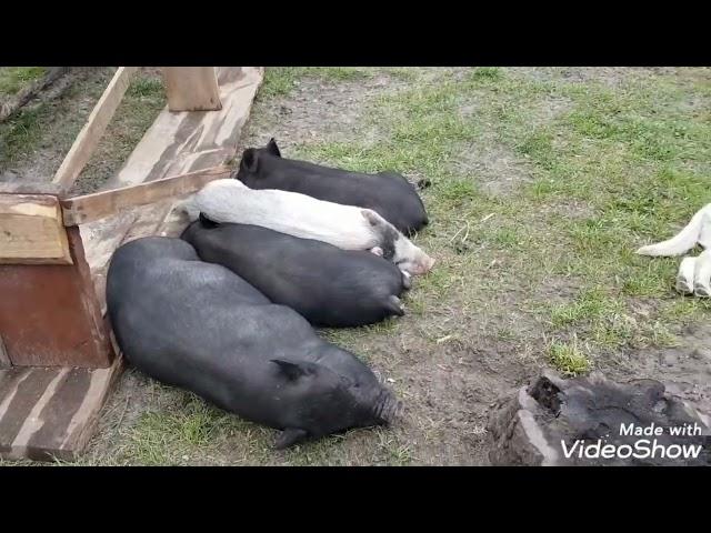 От старого колодца к новой ванной: Поиски артезианской воды на нашем хуторе