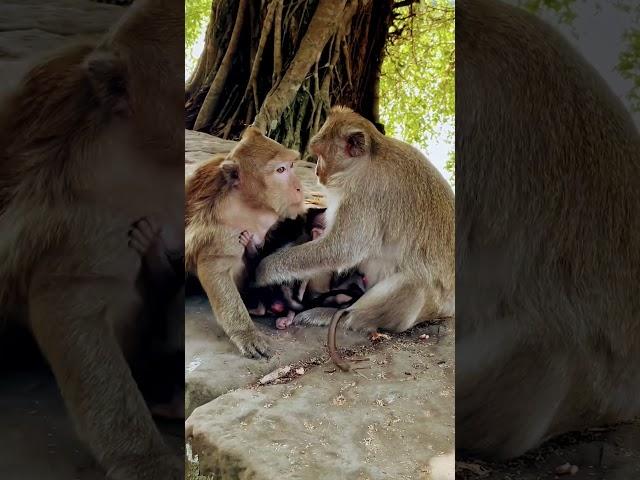 Baby monkeys having fun by Angkor Wat Cambodia #monkey #cambodia #angkorwat