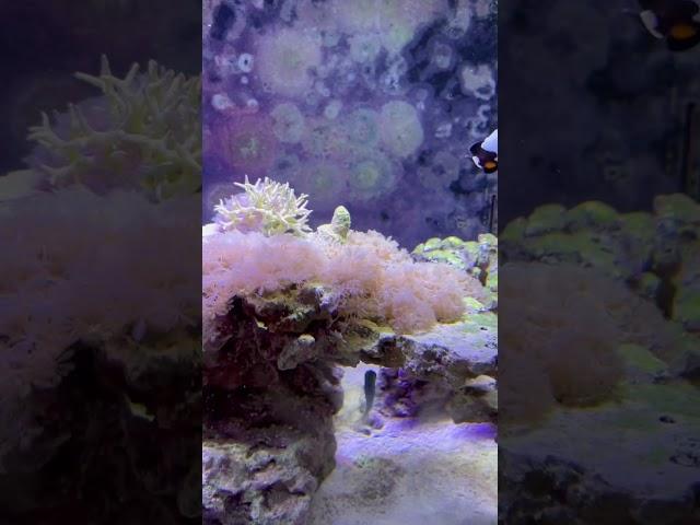 Xenia in the reef. #reef #reeftank #reeftanks #reeffamilycommunity #reefaddict #reefing #reeffish